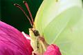 gonepteryx rhamni